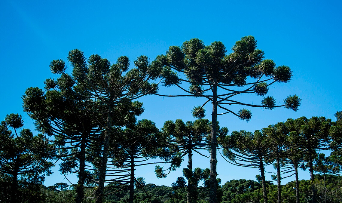 Fotos Araucárias - mundo sustentável - Editado